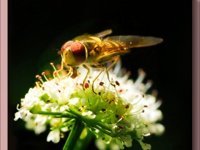 صور منوعة من الإنترنت