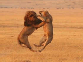 ht lion fight 071106 ssh