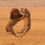 ht lion fight 071106 ssh