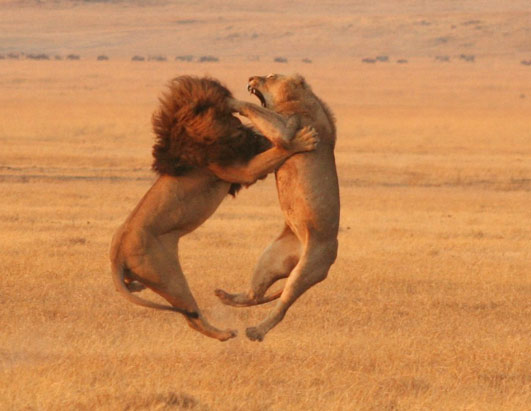 ht lion fight 071106 ssh