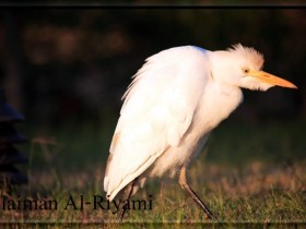 صور من ابداع اعضاء عمان فوتو