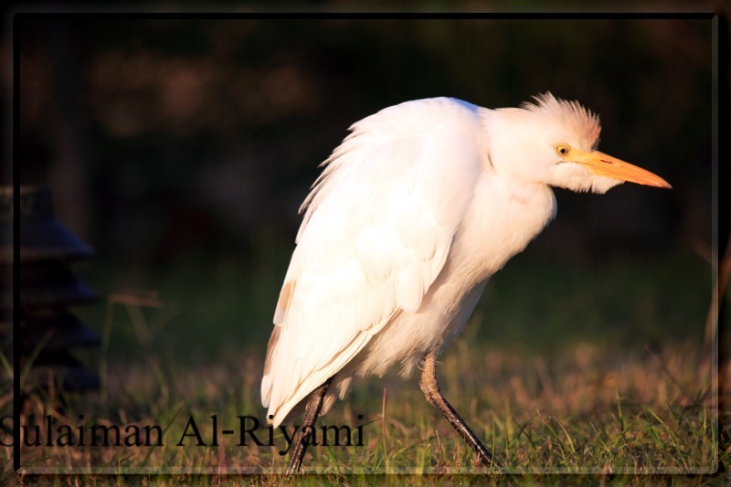 صور من ابداع اعضاء عمان فوتو