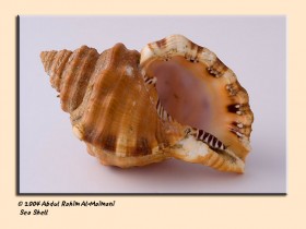 صور من ابداع اعضاء عمان فوتو