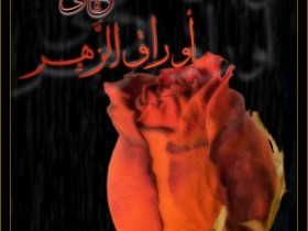 صور من ابداع اعضاء عمان فوتو