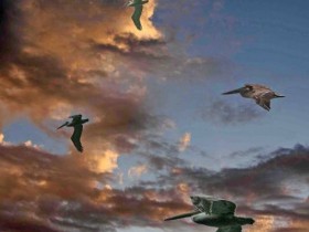 صور منوعة من الإنترنت