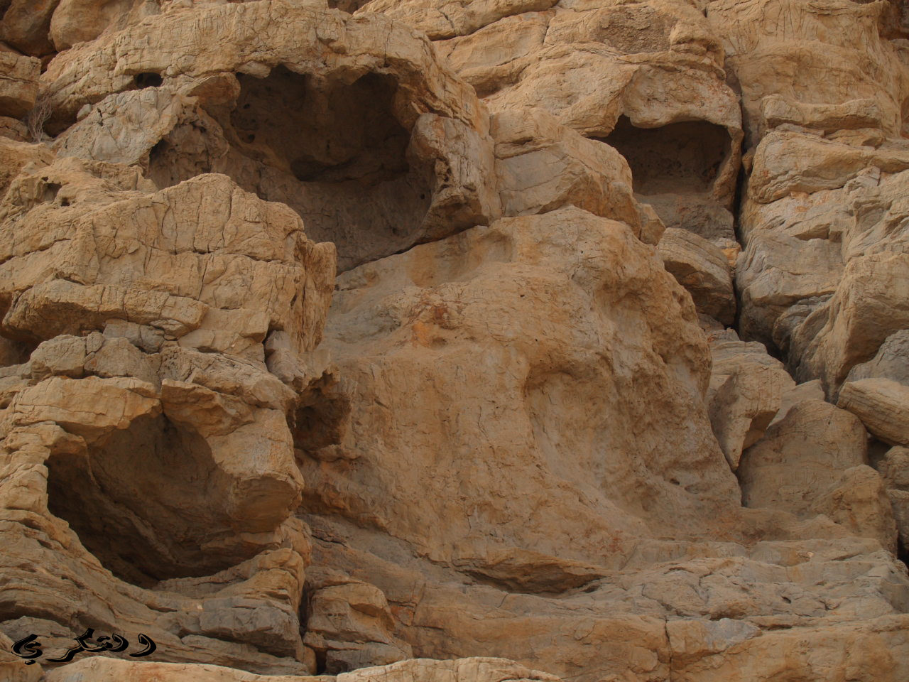 غورالأ