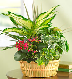 اوراق مختلفة الخضرة