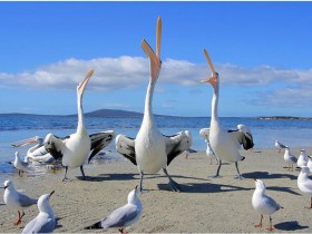 475317950_2e08f4d3b8_o_1_