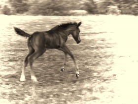 1533639-a09c3ff345d795ec_1_