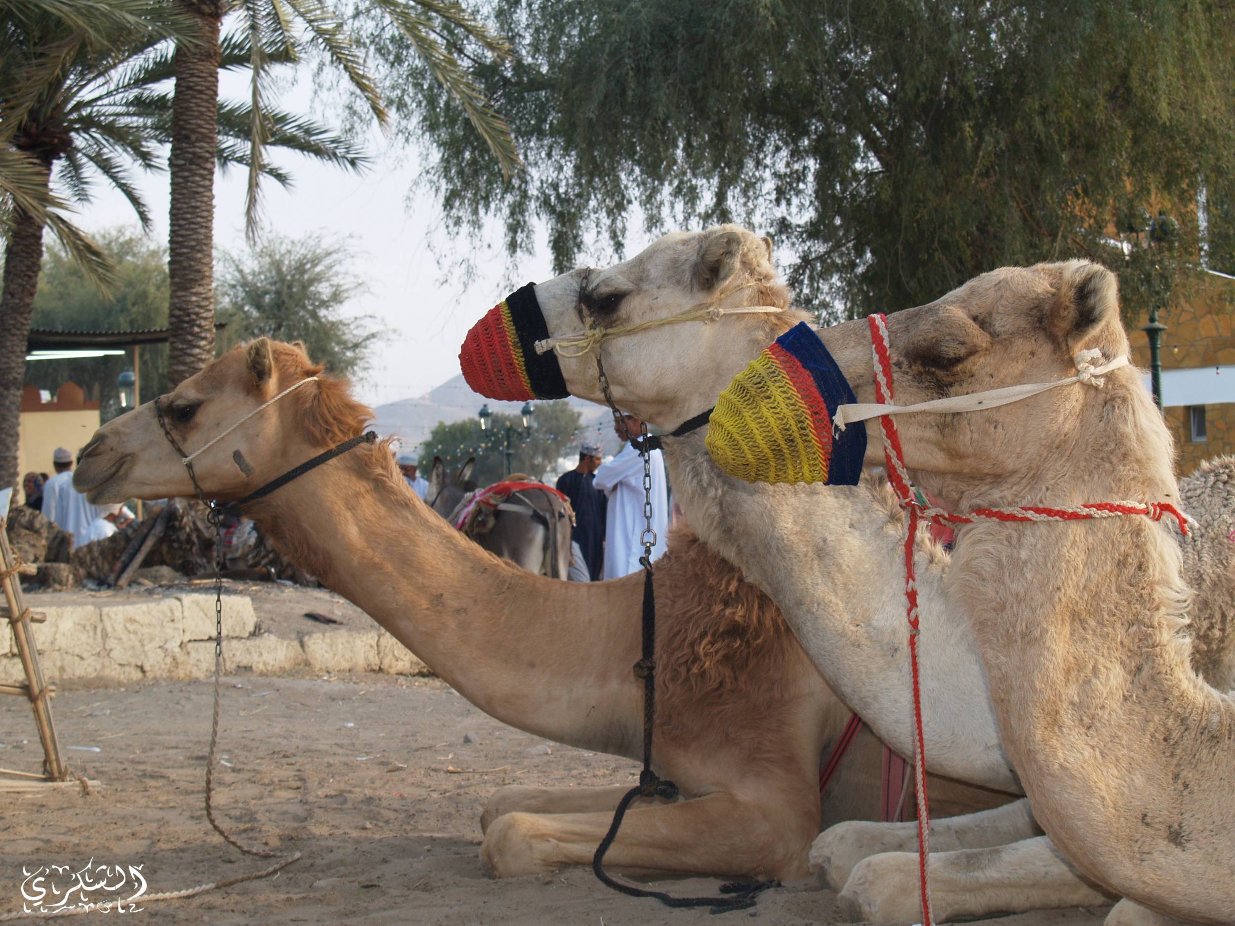 برقع
