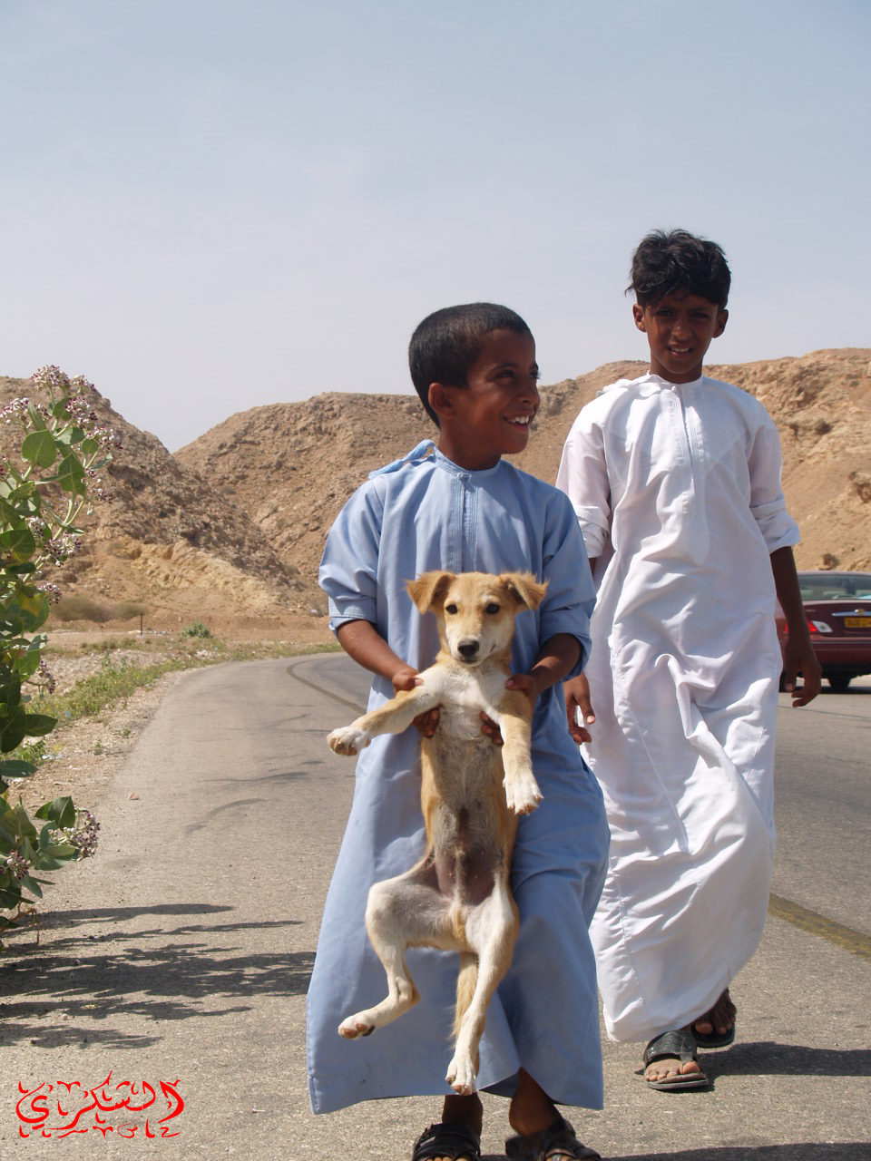رفيق الأنسان