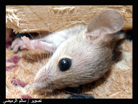 صور من ابداع اعضاء عمان فوتو