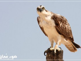 صور من ابداع اعضاء عمان فوتو