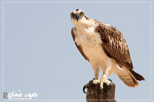 صور من ابداع اعضاء عمان فوتو