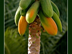 صور من ابداع اعضاء عمان فوتو