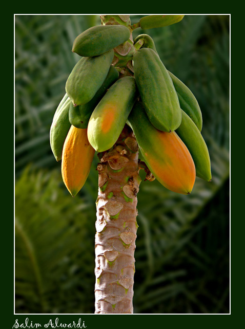 صور من ابداع اعضاء عمان فوتو