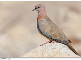 صور من ابداع اعضاء عمان فوتو