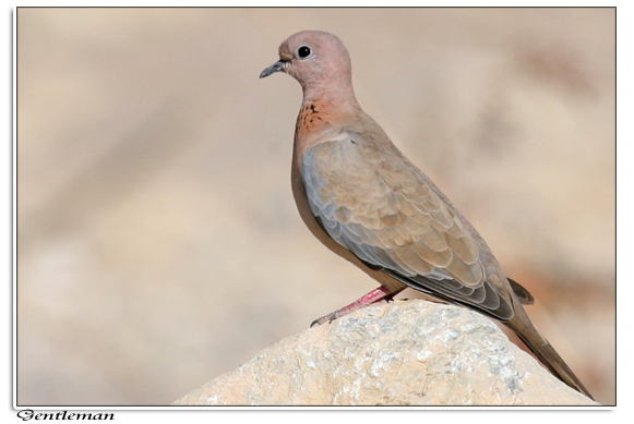 صور من ابداع اعضاء عمان فوتو