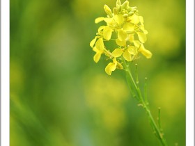 صور من ابداع اعضاء عمان فوتو