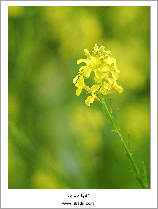 صور من ابداع اعضاء عمان فوتو