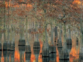 جمال الطبيعة