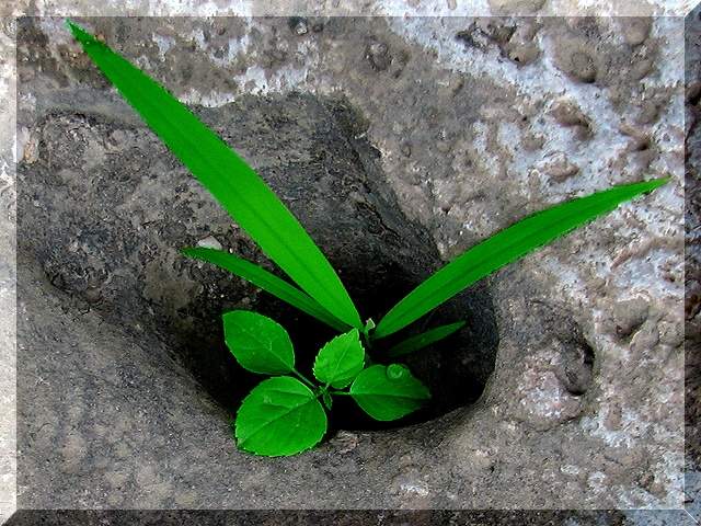 صور من ابداع اعضاء عمان فوتو