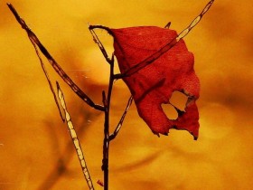 صور منوعة من الإنترنت