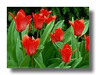 tnNature96-sooar_org