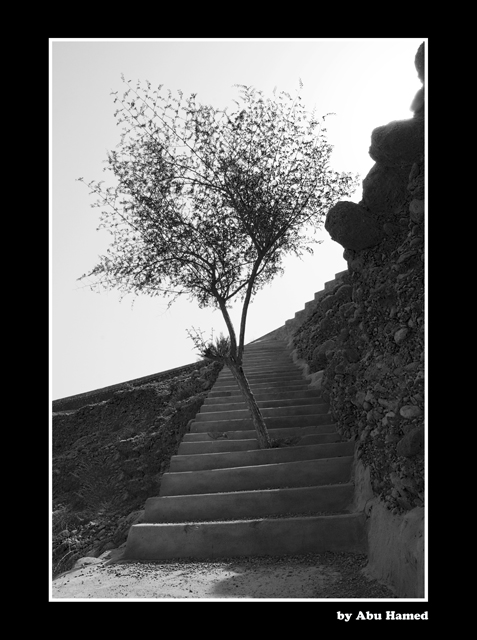 صور من ابداع اعضاء عمان فوتو