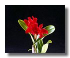 tnRoses27-sooar_org