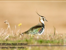 صور من ابداع اعضاء عمان فوتو