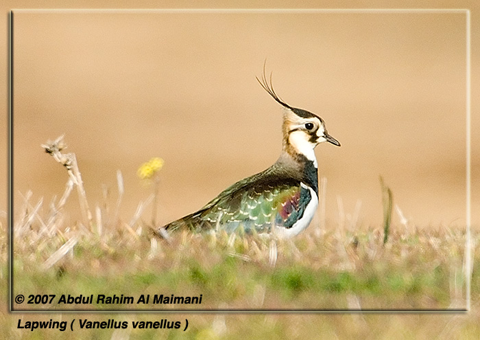صور من ابداع اعضاء عمان فوتو