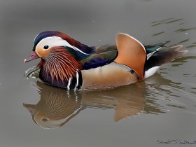 صور منوعة من الإنترنت