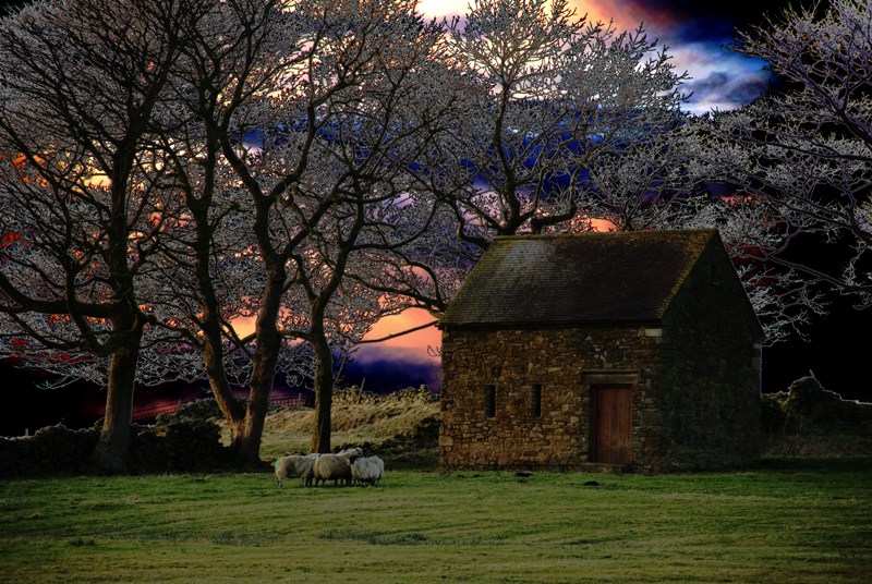 صور منوعة من الإنترنت