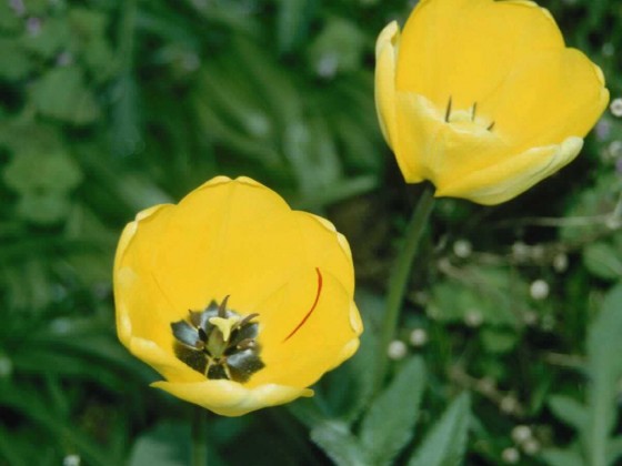 PTBL0040