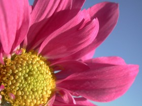flowers_038