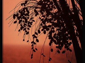 صور من ابداع اعضاء عمان فوتو