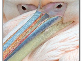 475318586_a0c46ba427_o_1_