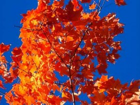 w6w200604290131142fec0fc3_1_