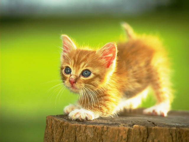 CAT_0010