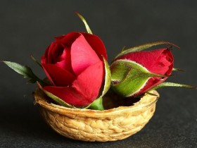 1842235-2052d28d421724da_1_1