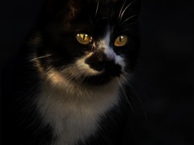 صور منوعة من الإنترنت