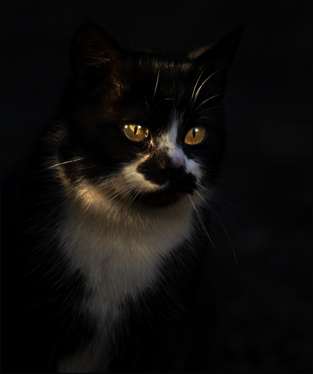 صور منوعة من الإنترنت