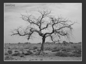 صور من ابداع اعضاء عمان فوتو