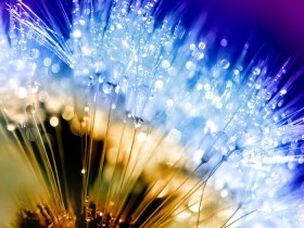 dandelion_fluff_by_AdrianaKH_75