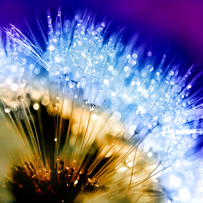 dandelion_fluff_by_AdrianaKH_75
