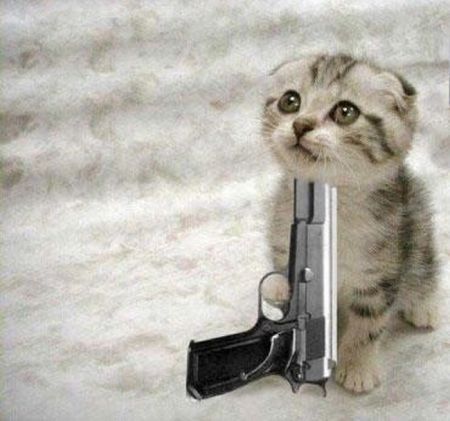 kitten_die