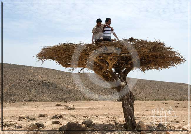 صور من ابداع اعضاء عمان فوتو