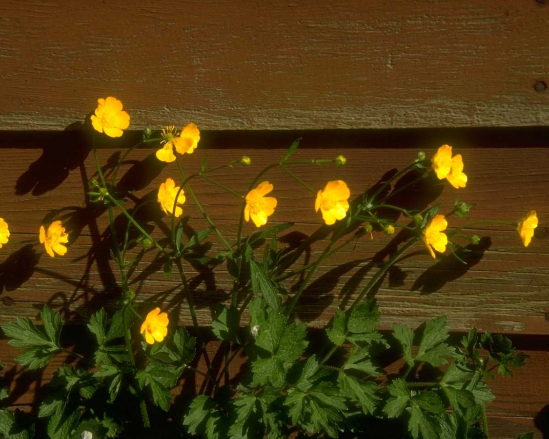 PTBL0158