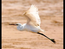 صور من ابداع اعضاء عمان فوتو